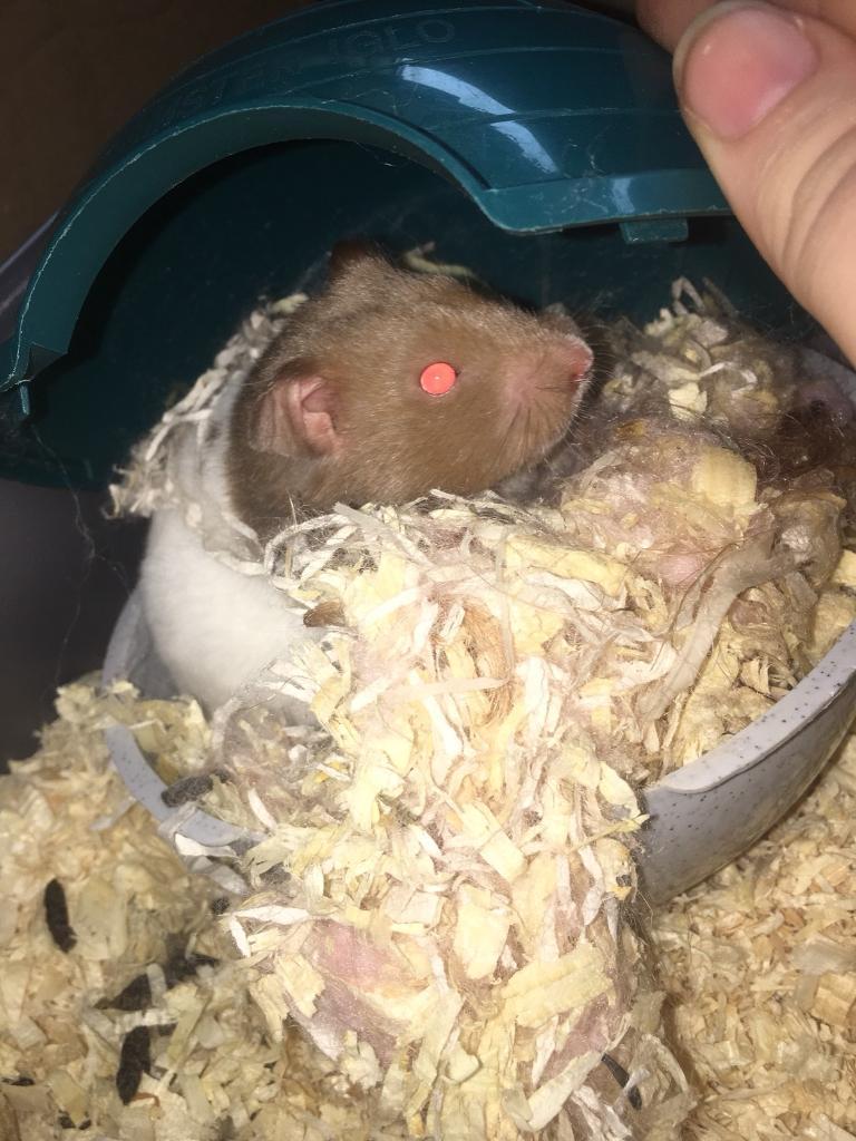 syrian hamster gumtree